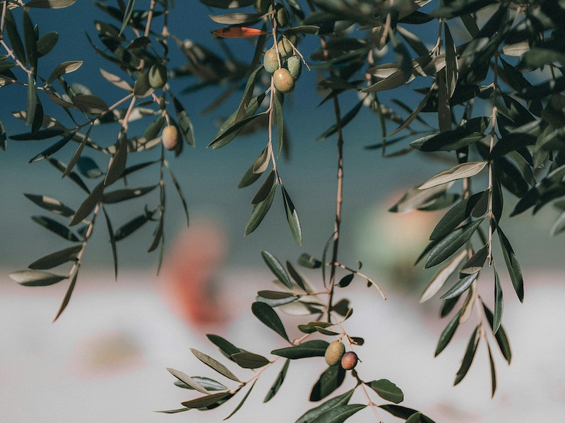 olivi del lago di garda