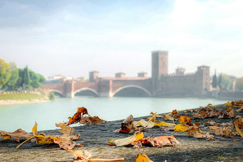 foglie su un muro dei percorsi accessibili a verona