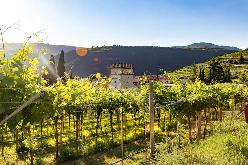 vigneti visibili in un tour in valpolicella